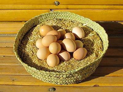 طرح توجیهی پرورش مرغ تخم گذار بومی